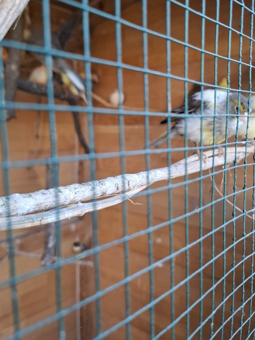Canari de cântec