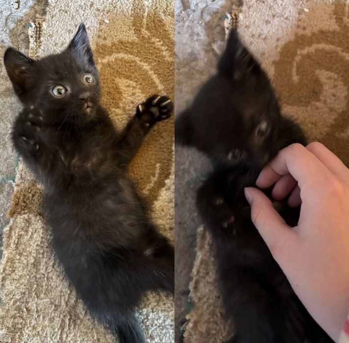 отдам котят в добрые руки + портрет