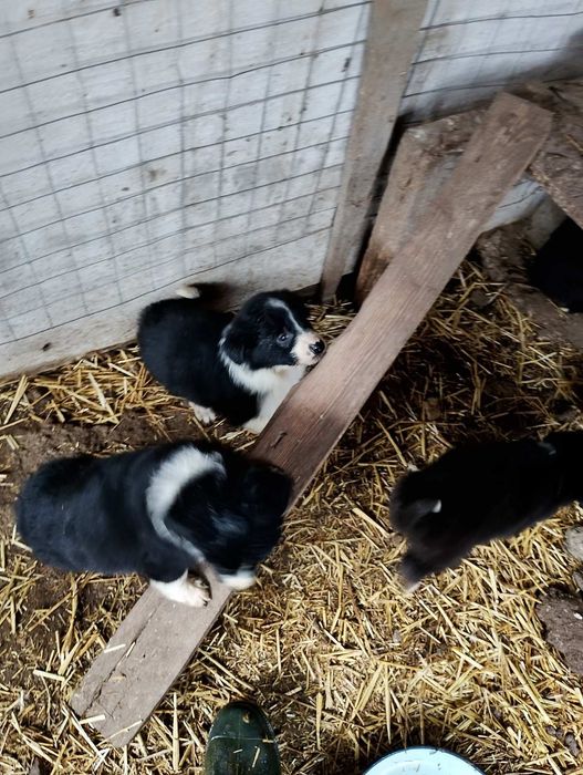 Малки кученца Бордър Коли чистокръвни