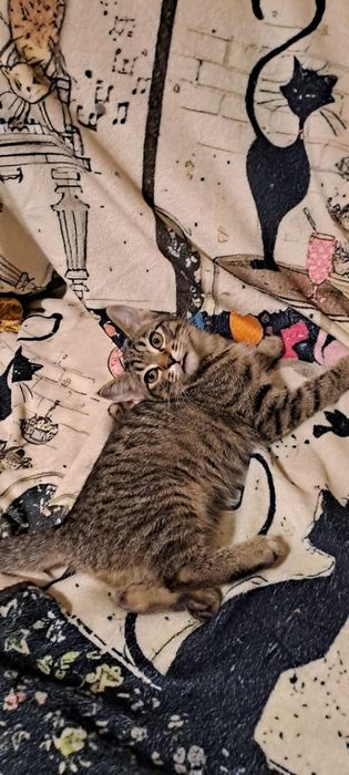 Котенок в добрые руки