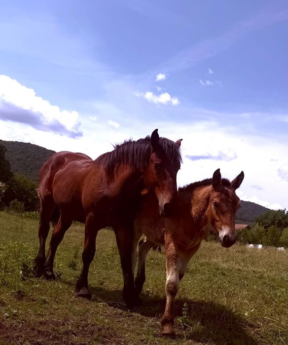 Cai de vânzare în Sărata