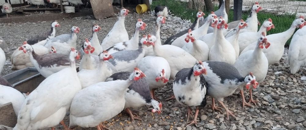 Ouă de bibilică culori rare