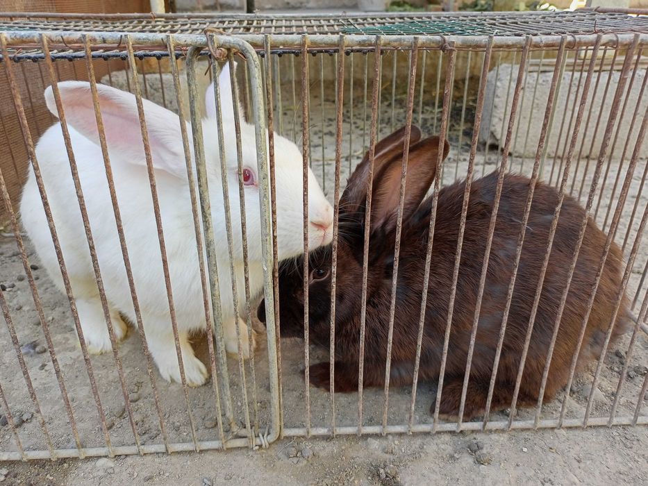 Кролики малыши месячные крупной породы