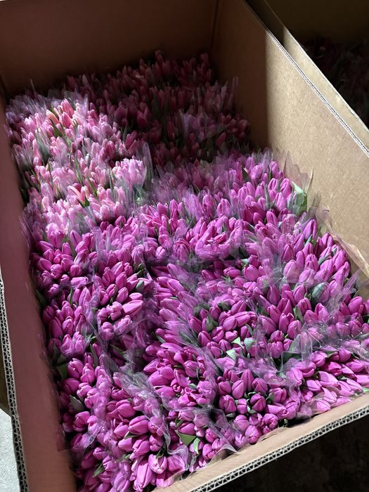 Крупный тюльпан Астана