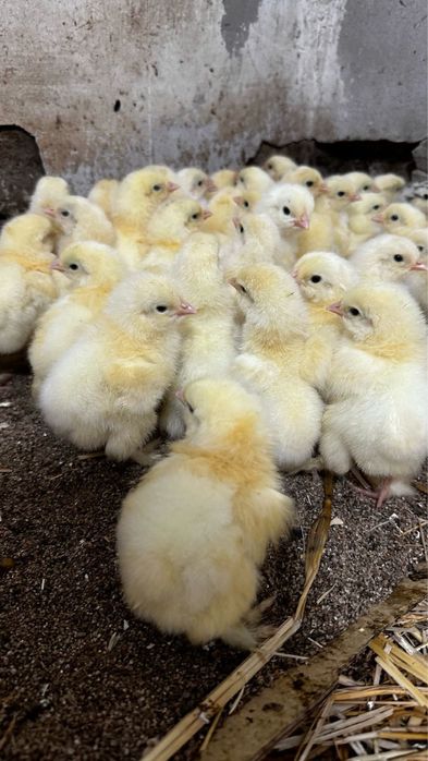 Цыплята Брама чистопородные
