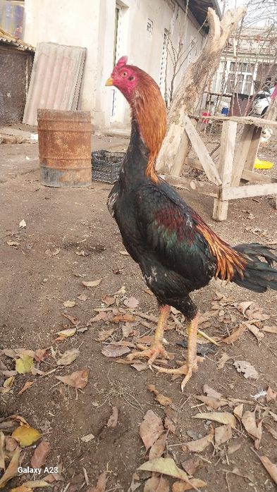 Dakan tulle 2 yilli zoti turka vetnam