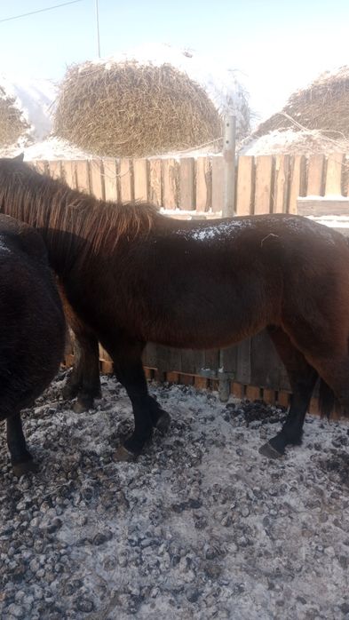 Продам лошадь жеребец