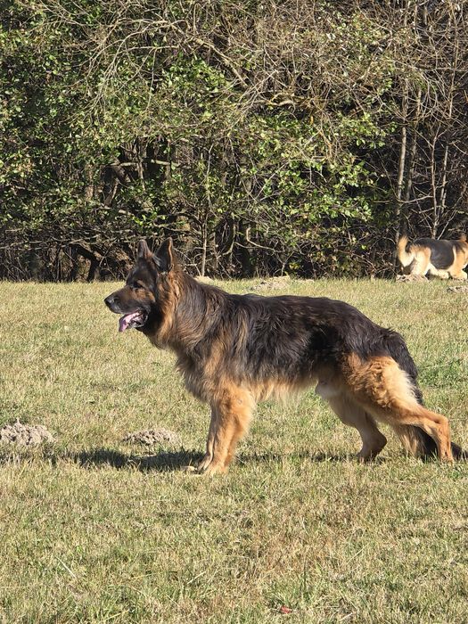 Vand pui ciobanesc german