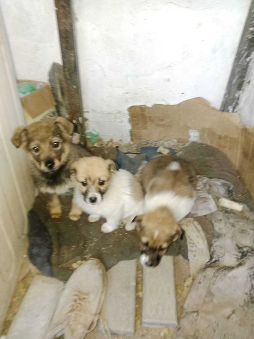 Маленькие звонки в добрые руки