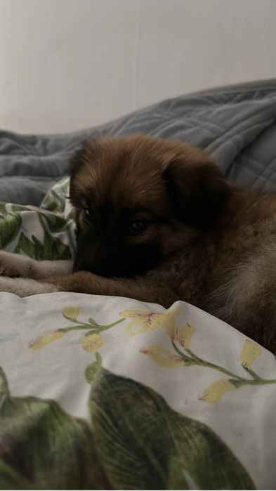 Кавказская овчарка