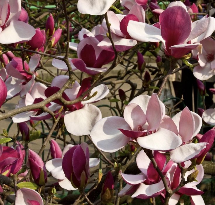 Магнолия карликовая до 2,5 м растет, 3 сорта