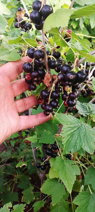 Продам Вишню, Смородину , Крыжовник.