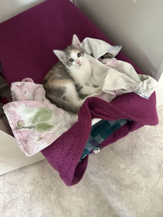 Отдам котят, только в добрые руки!!