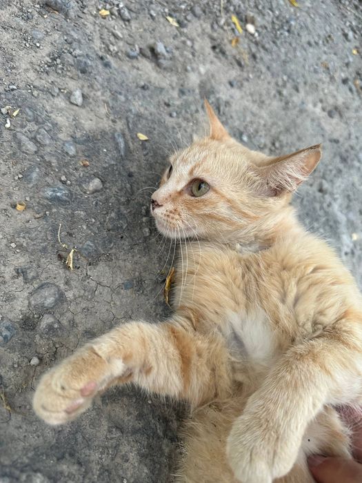Пристраиваются кошки