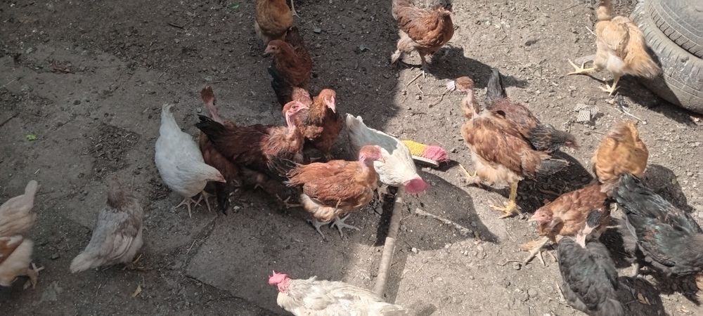 продам куриц и питуха