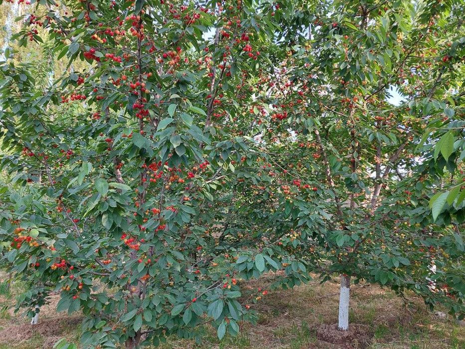 Продается дом в Юкори Чирчикском районе, 16 сотых