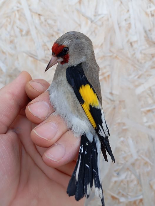 Продам щеглов, чижей, красношапочный вьюрок