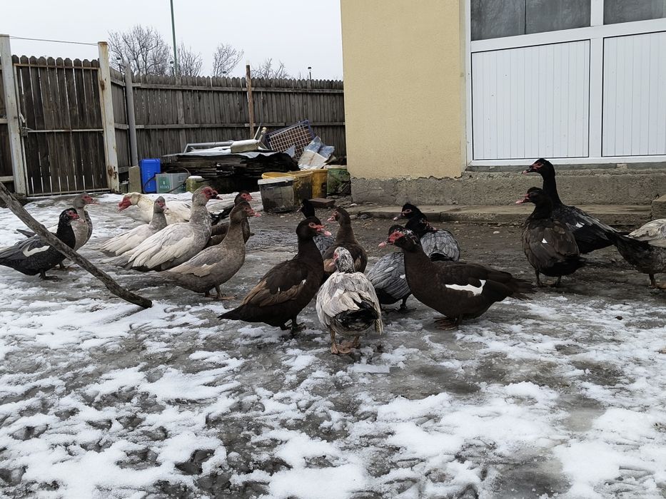 Vând oua incubat rațe românești cu moț și Leșești