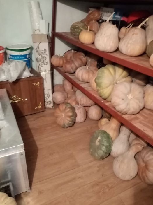 Тыква домашняя 160тг