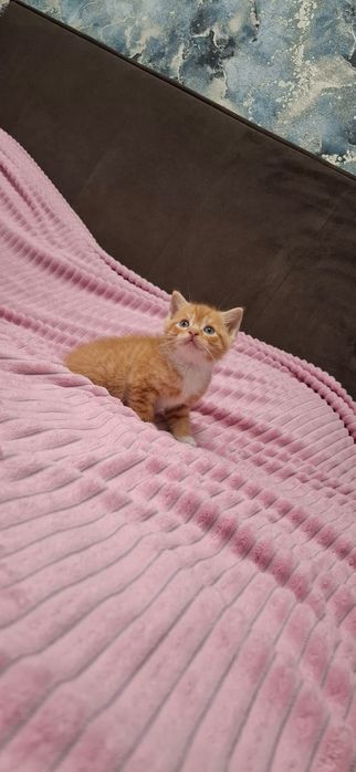 Британские котята