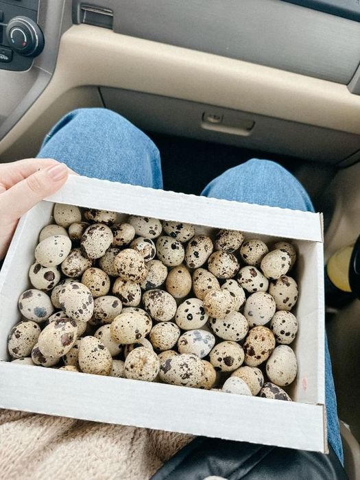 Перепелиные яйца