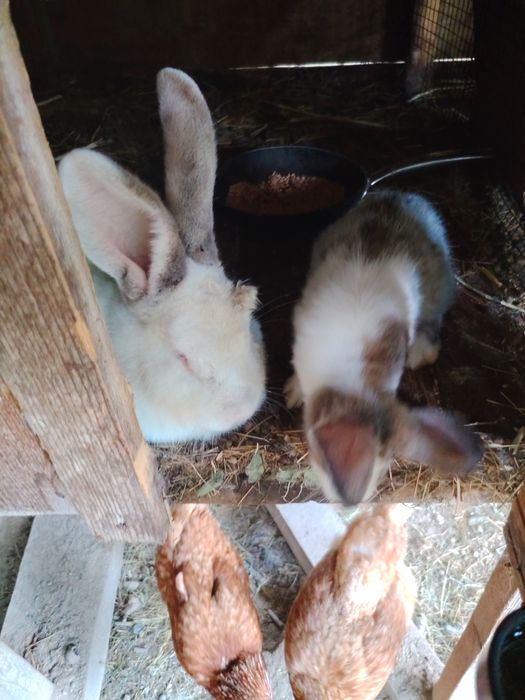Iepuri de casa 3 generați