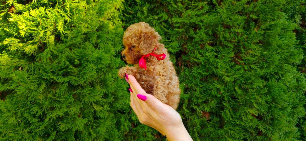 Той пудел,родители с Fci Родословие