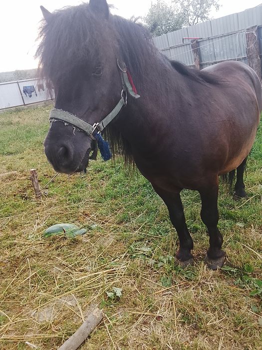 Vând ponei de 5ani preț 800e