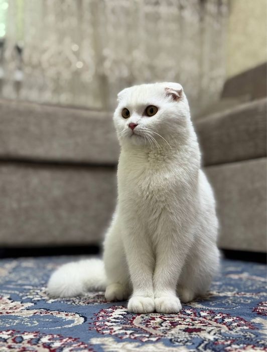 Skotish fold vyazka erkak