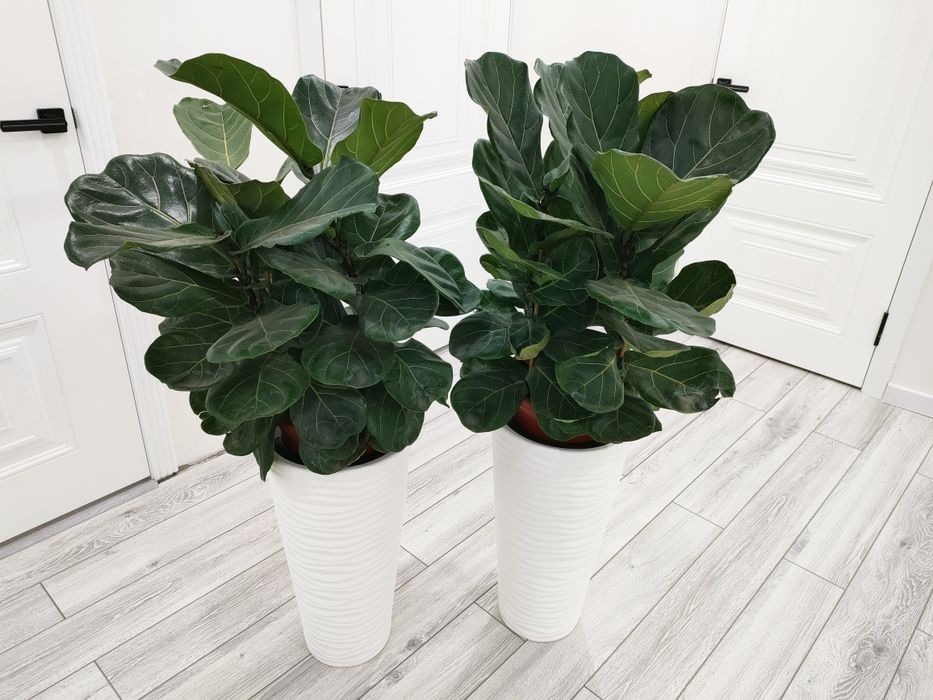 Шикарные растения, доставка