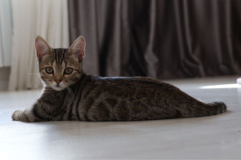 Кошечка, 3 месяца