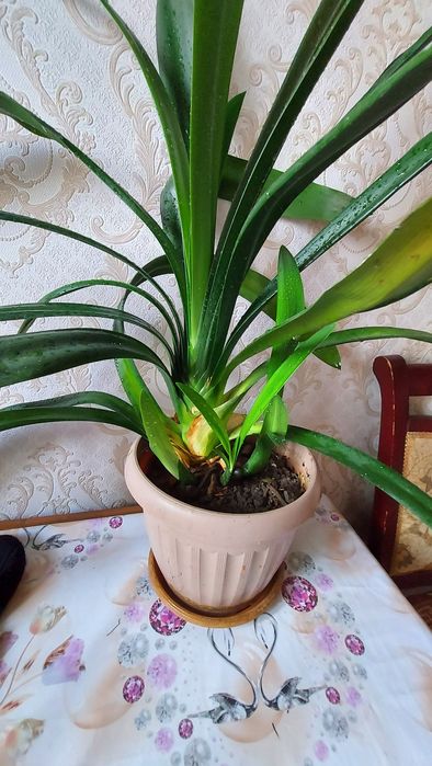 Комнатные  цветы