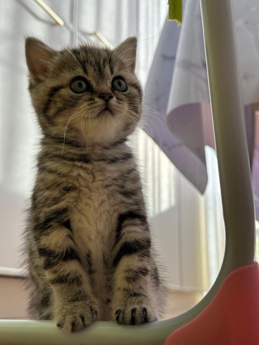 Котенок ( мальчик)