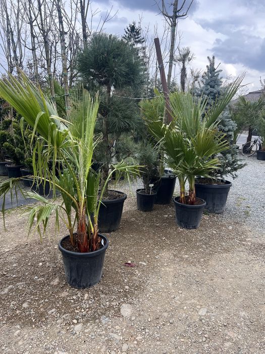 Palmieri trachycarpus fortunei rezistent la ger