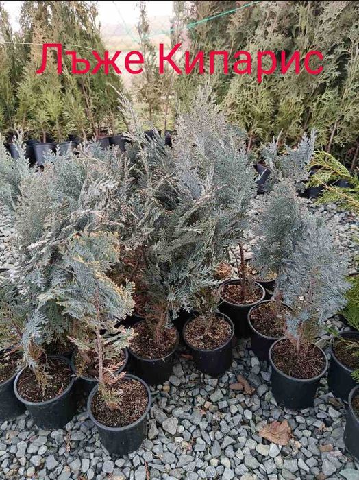 Туя(Смарагд, Фастигията и Ауреа Нана) и кипарис леилянди