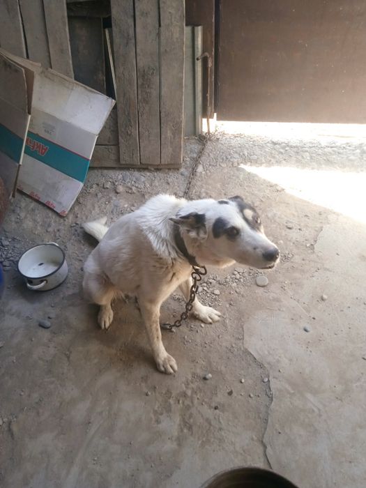 Отдам бесплатно лайку