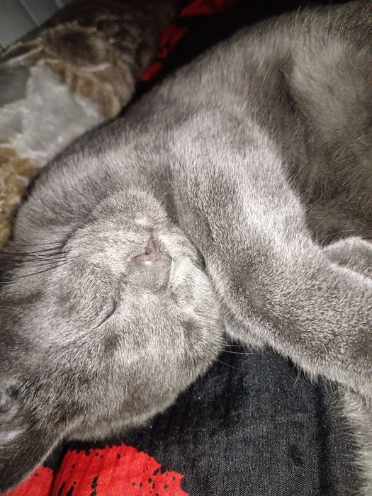 Mushuk Scottish Fold, ozoda, toza boqilgan  5 oylik
