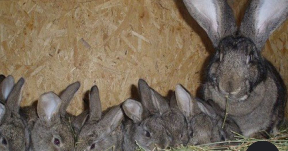 Кролики продаются