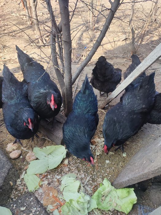 Ouă găini Australorp
