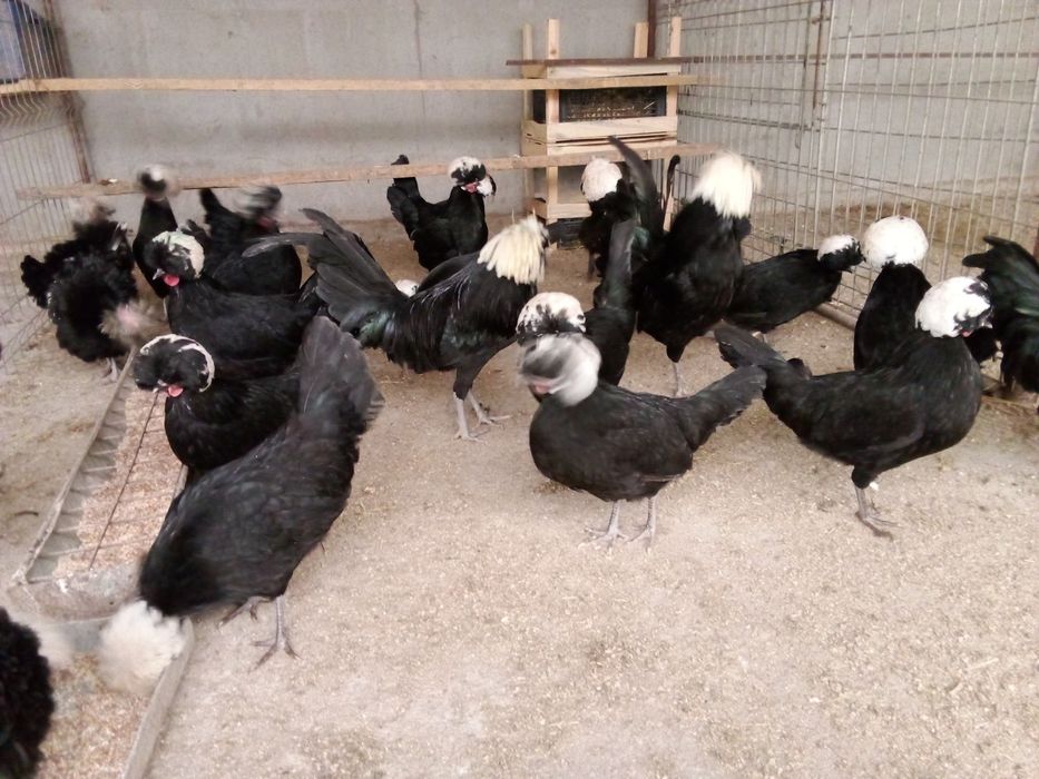 Pui,oua  pentru incubat gaini de rasa