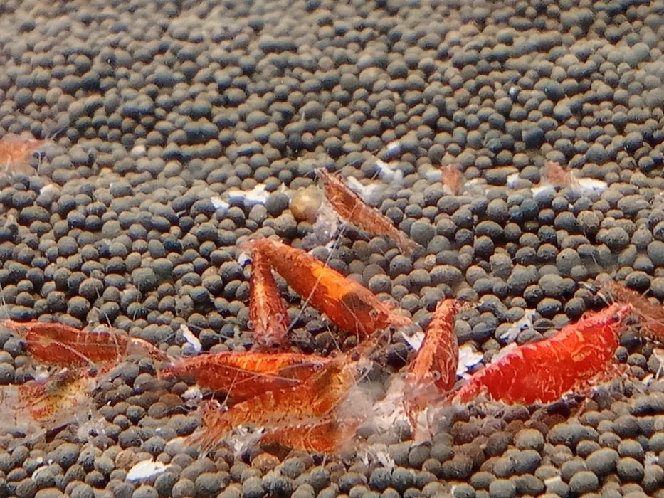 К р е в е т к и ,