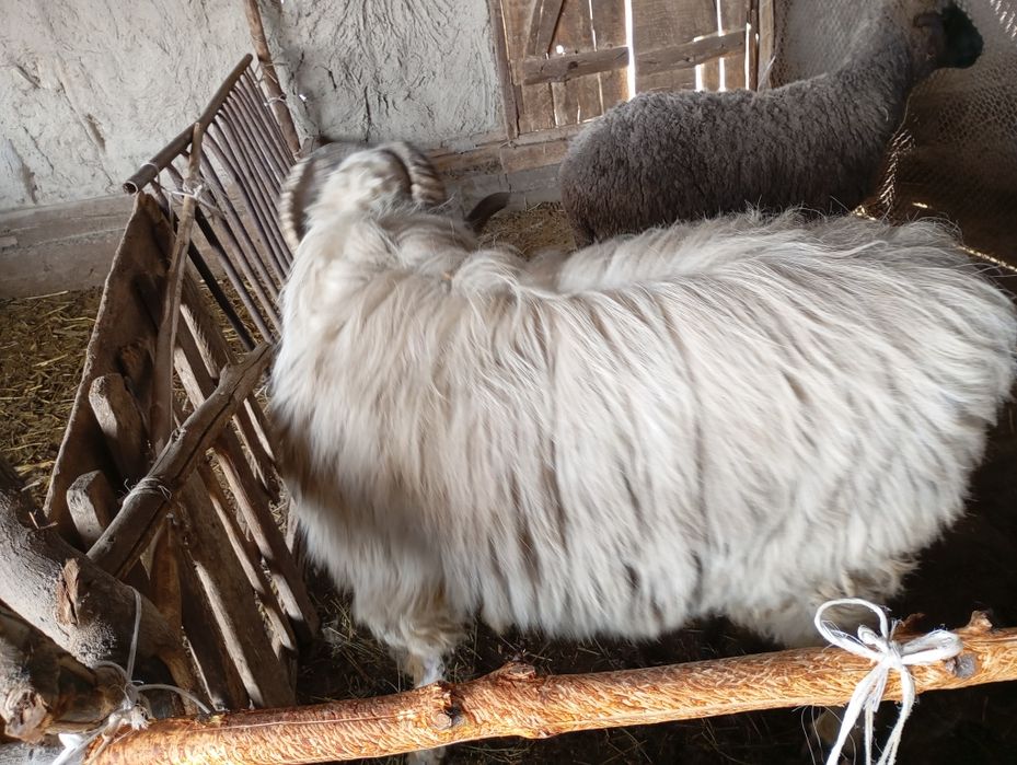 Кучкор сотилади зотга