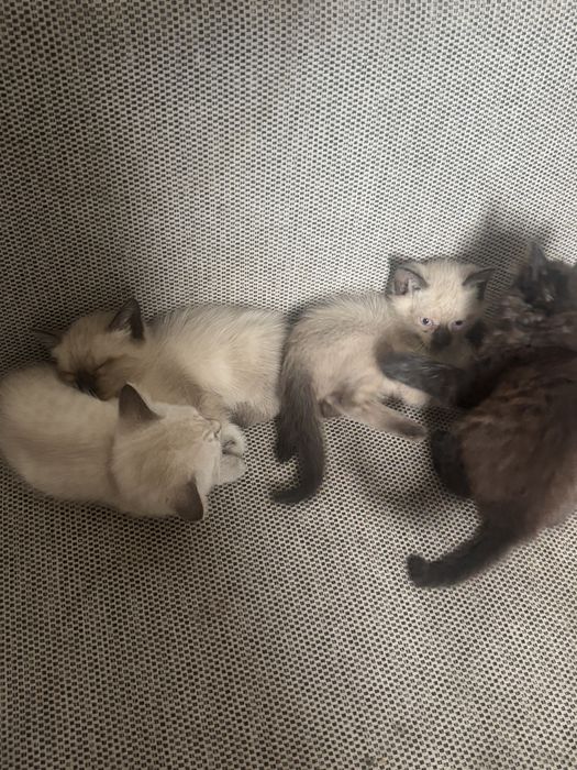 раздаем котиков бесплатно