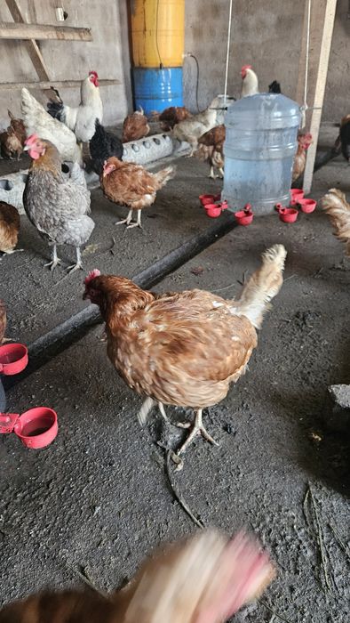 Продаю Ломан Браун