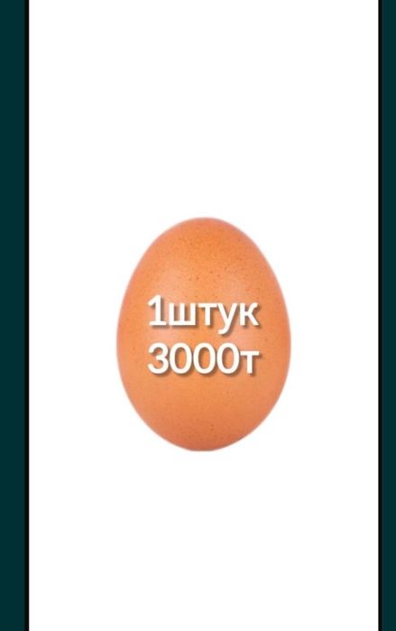 Куры брама Турция