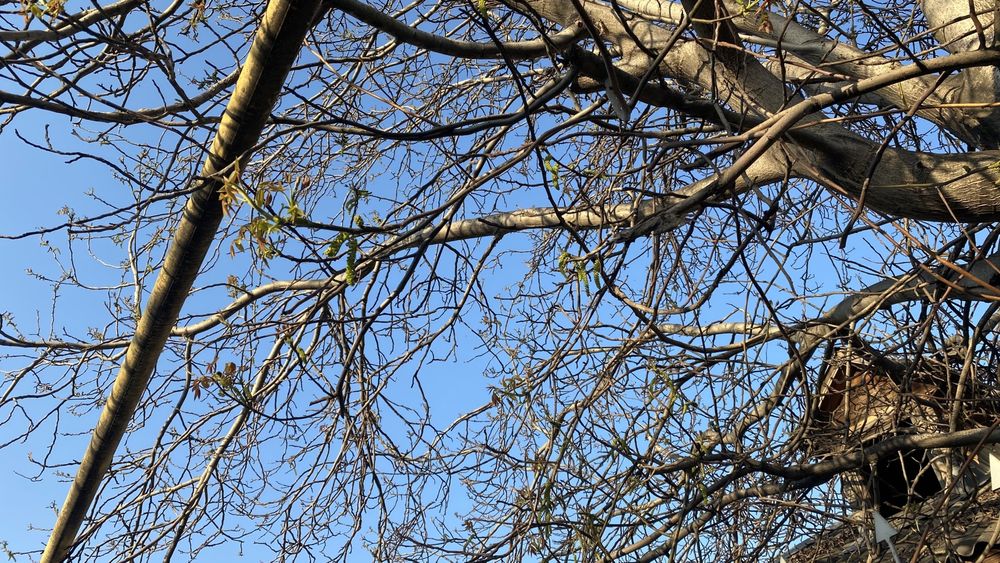 Орехи грецкие домашние