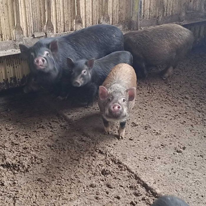 Виетнамски прасенца