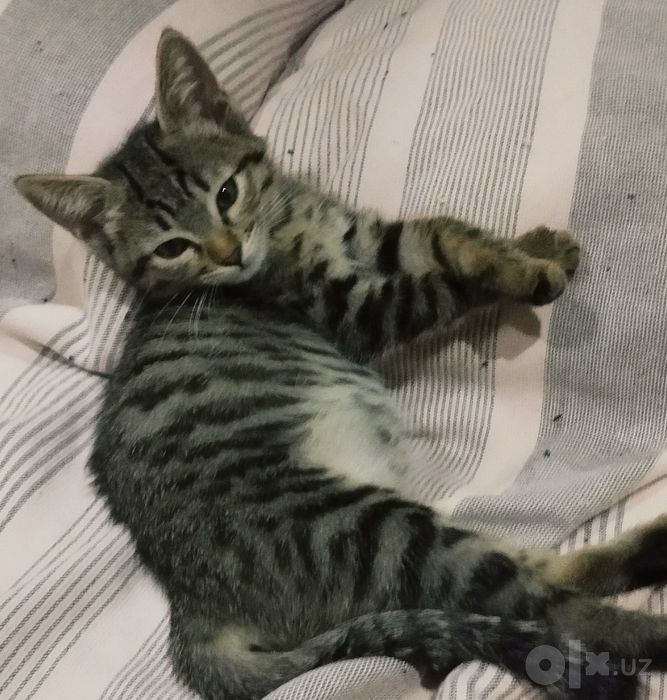 Котенок Мартин (3 мес)