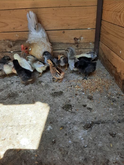 Rate,Cocoși ,Gaini pitice . Cocoși Motata Olandeza Iepuri