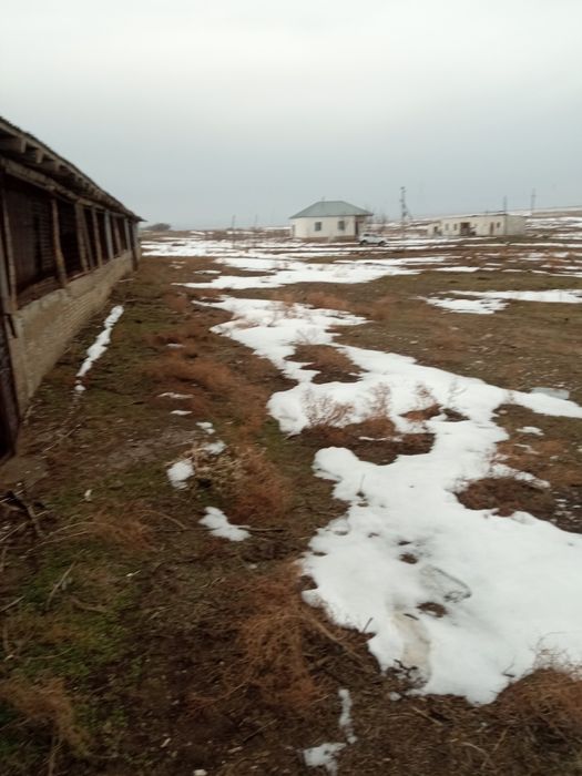 Фазенда туркестански облыс.шаян